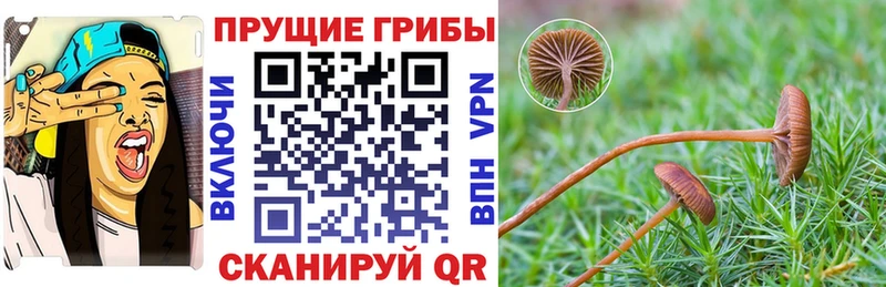 Галлюциногенные грибы мицелий  кракен как войти  Апшеронск  купить наркотик 
